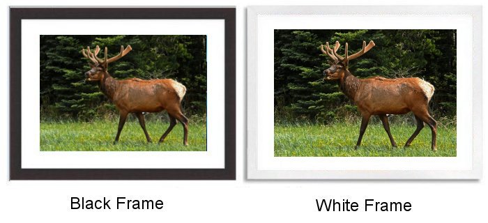 Select Your Frame